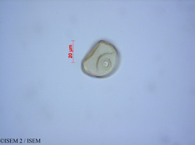 ISEM 2/Restio_ferruginosus_37368/Restio_ferruginosus_37368_0001(copy)_thumb.jpg